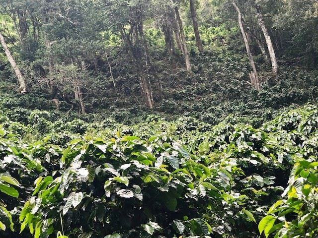 Shade grown Costa Rica SHB Frontera