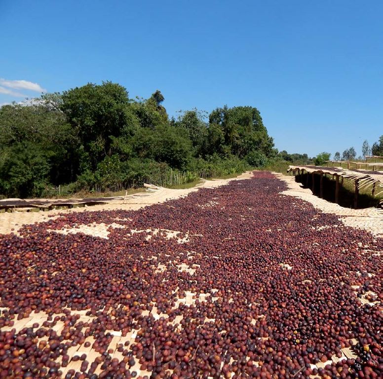 Naturally processed Ethiopian Limu