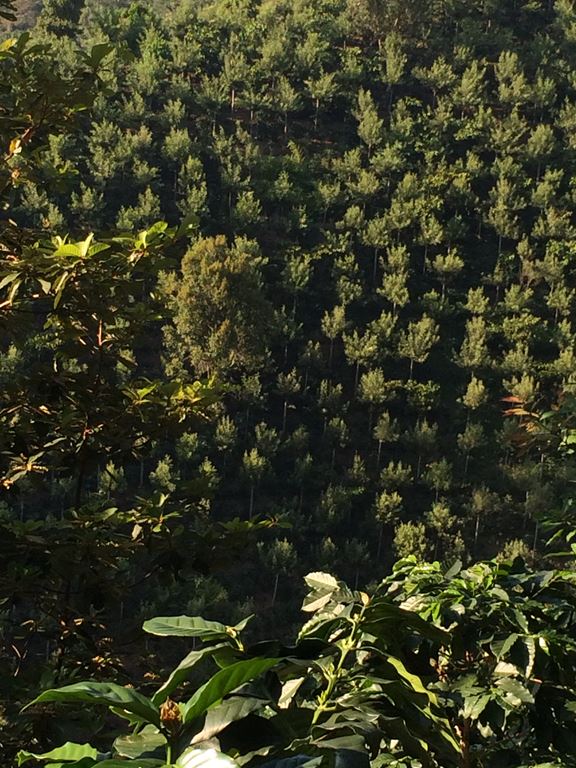 Guatemala SHB HHT El Injertal Rainforest certified