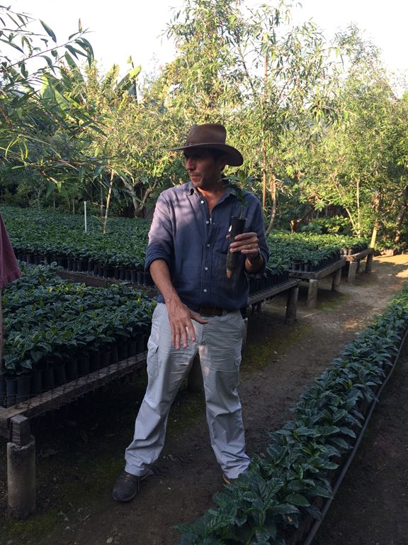 Guatemala SHB HHT El Injertal Rainforest certified