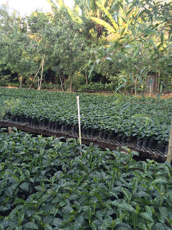 Guatemala SHB HHT El Injertal Rainforest certified