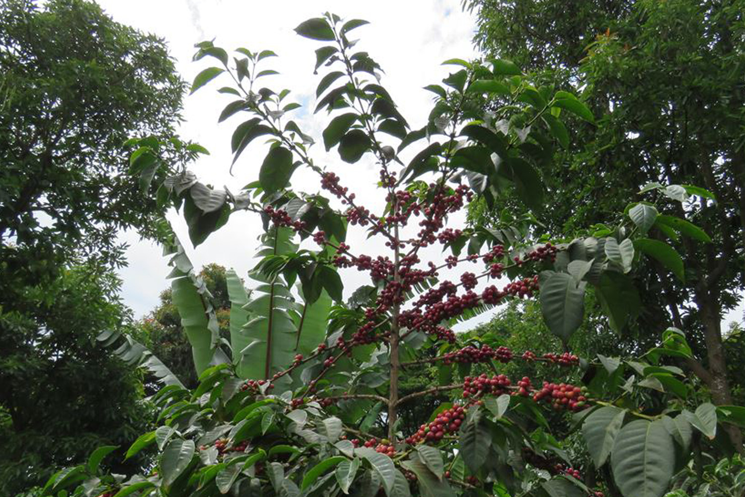 Ethiopia Natural Sidamo Grade 4