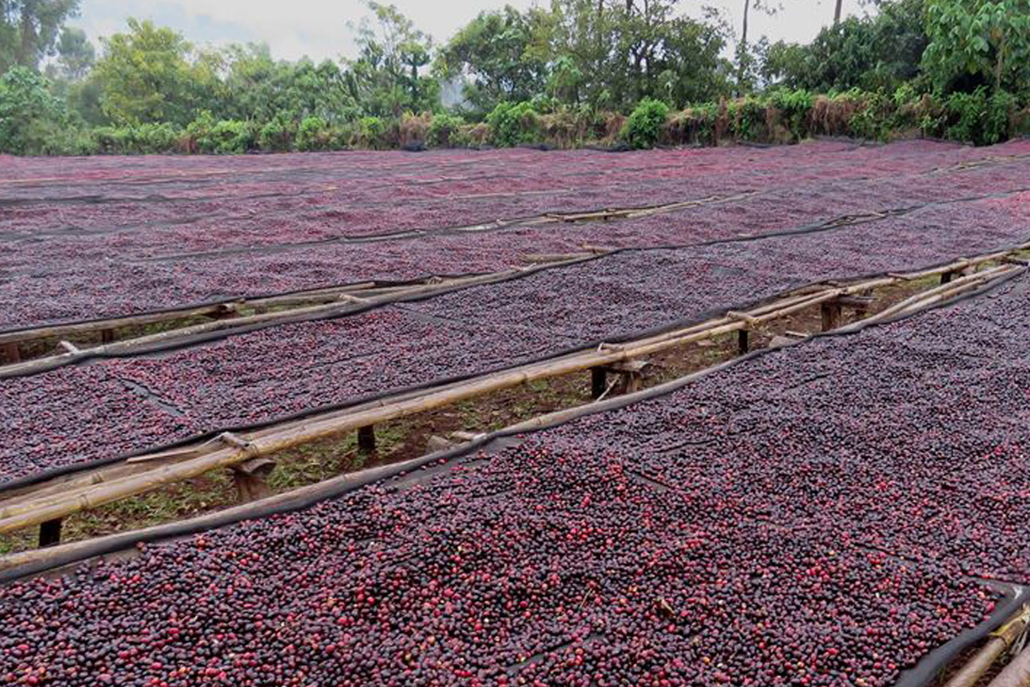 Ethiopia Natural Sidamo Grade 4