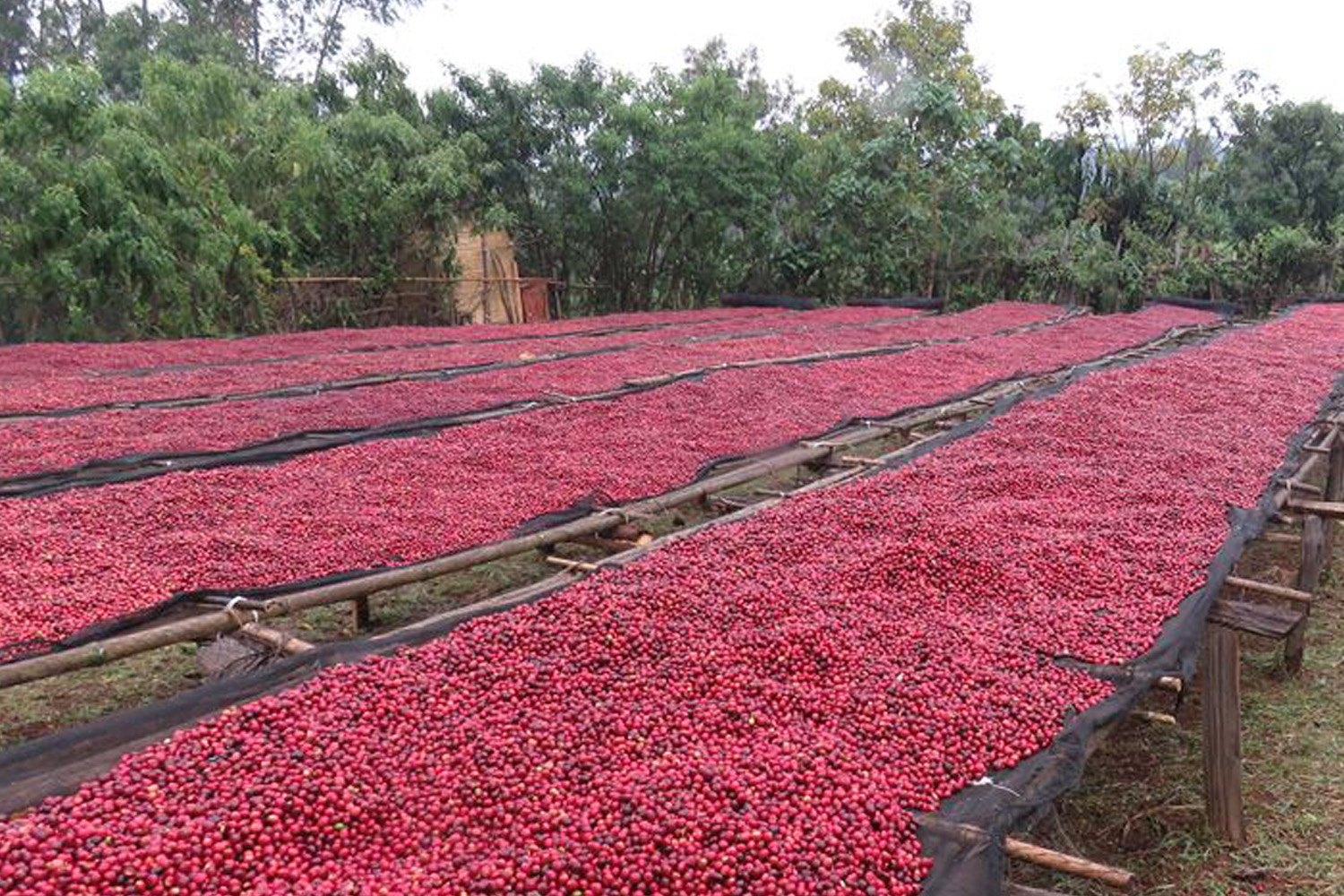 Ethiopia Natural Sidamo Grade 4