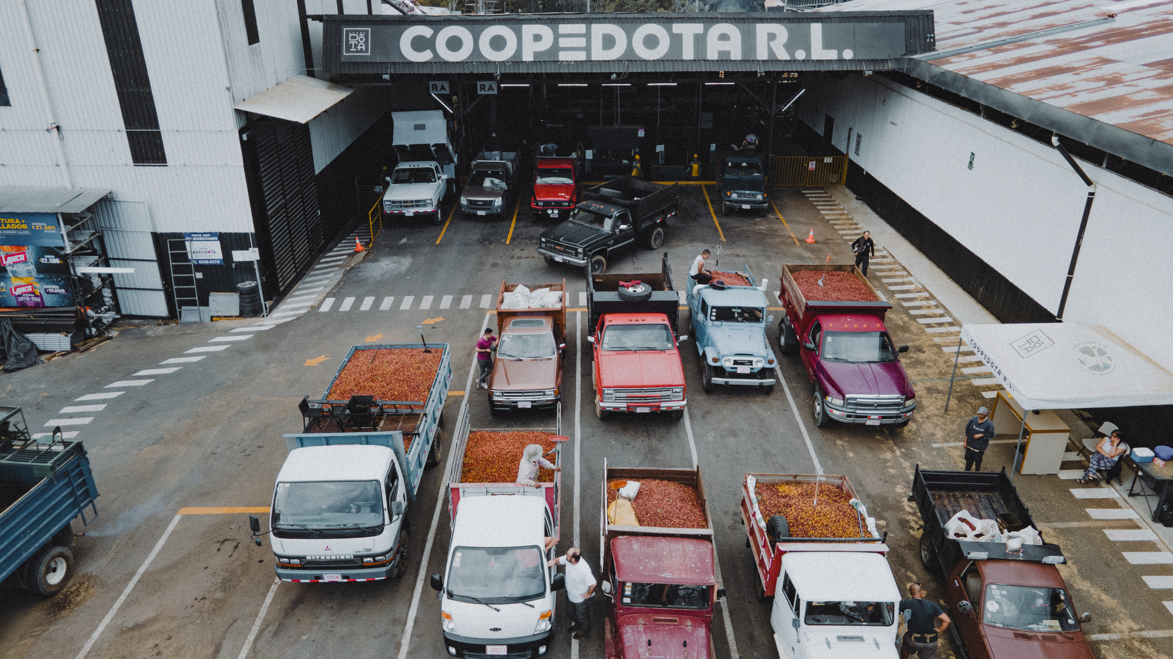 Costa Rica SHB Tarrazu Dota (GP)