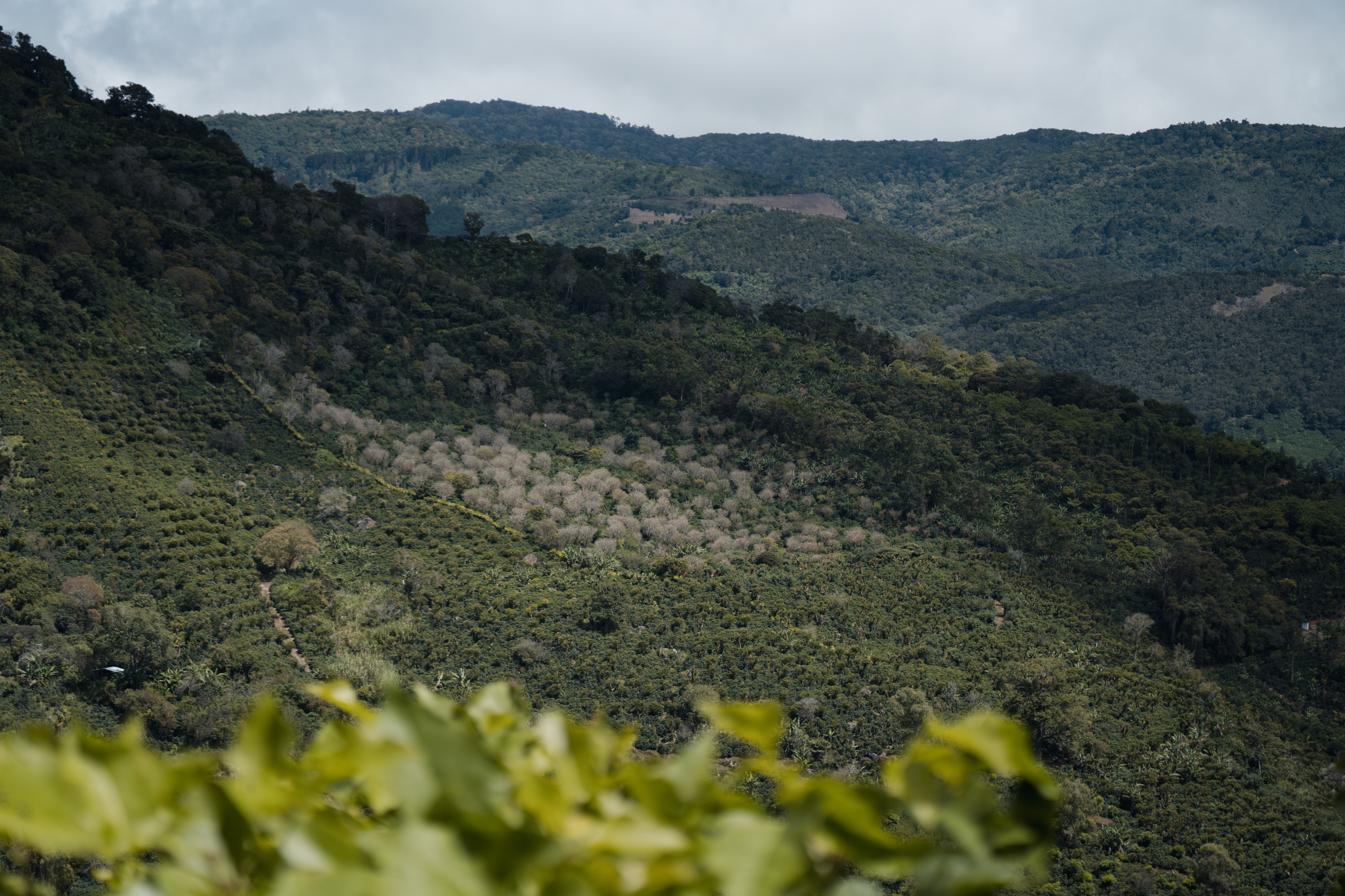 Costa Rica SHB Tarrazu Dota (GP)