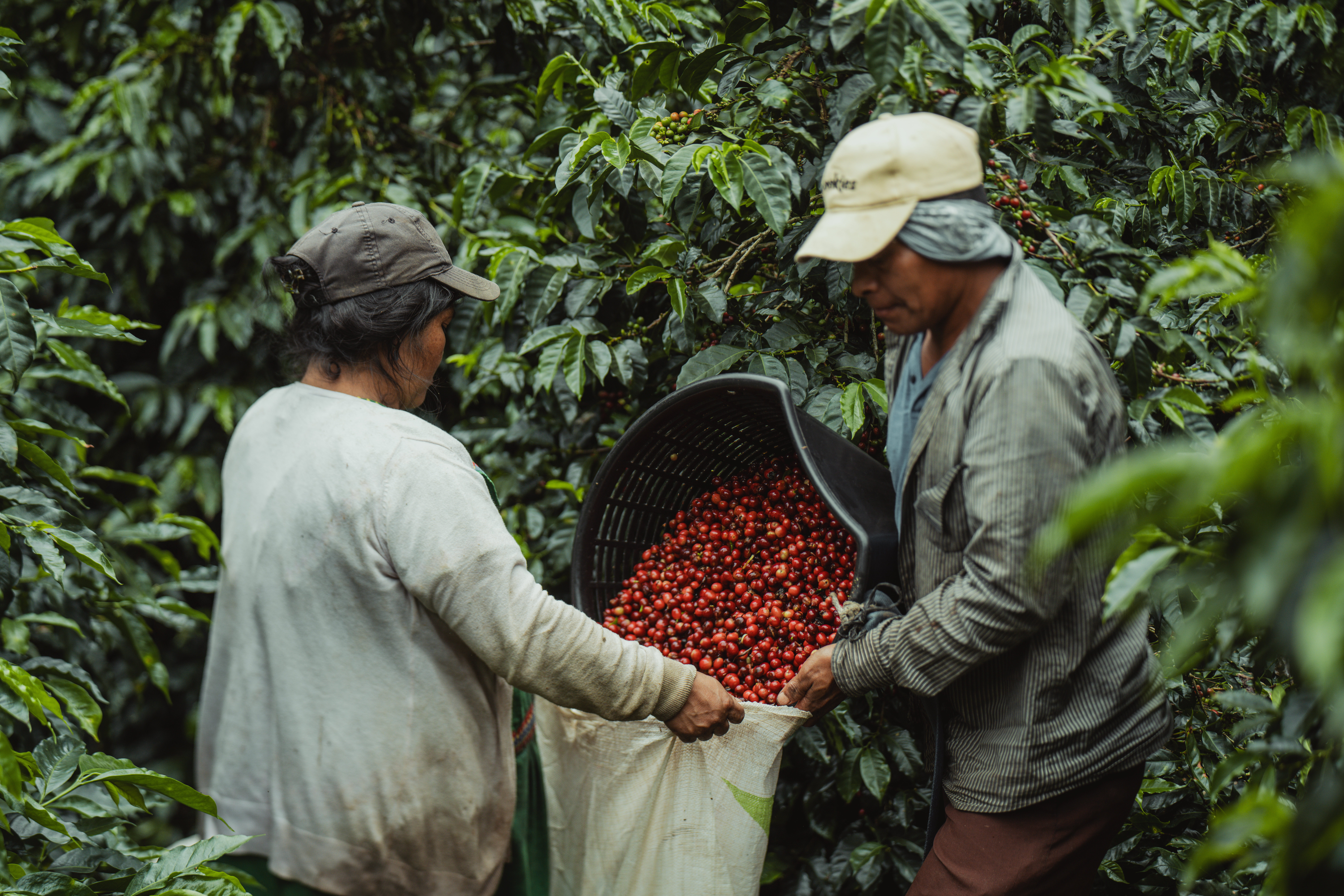 Costa Rica SHB Tarrazu Dota (GP)