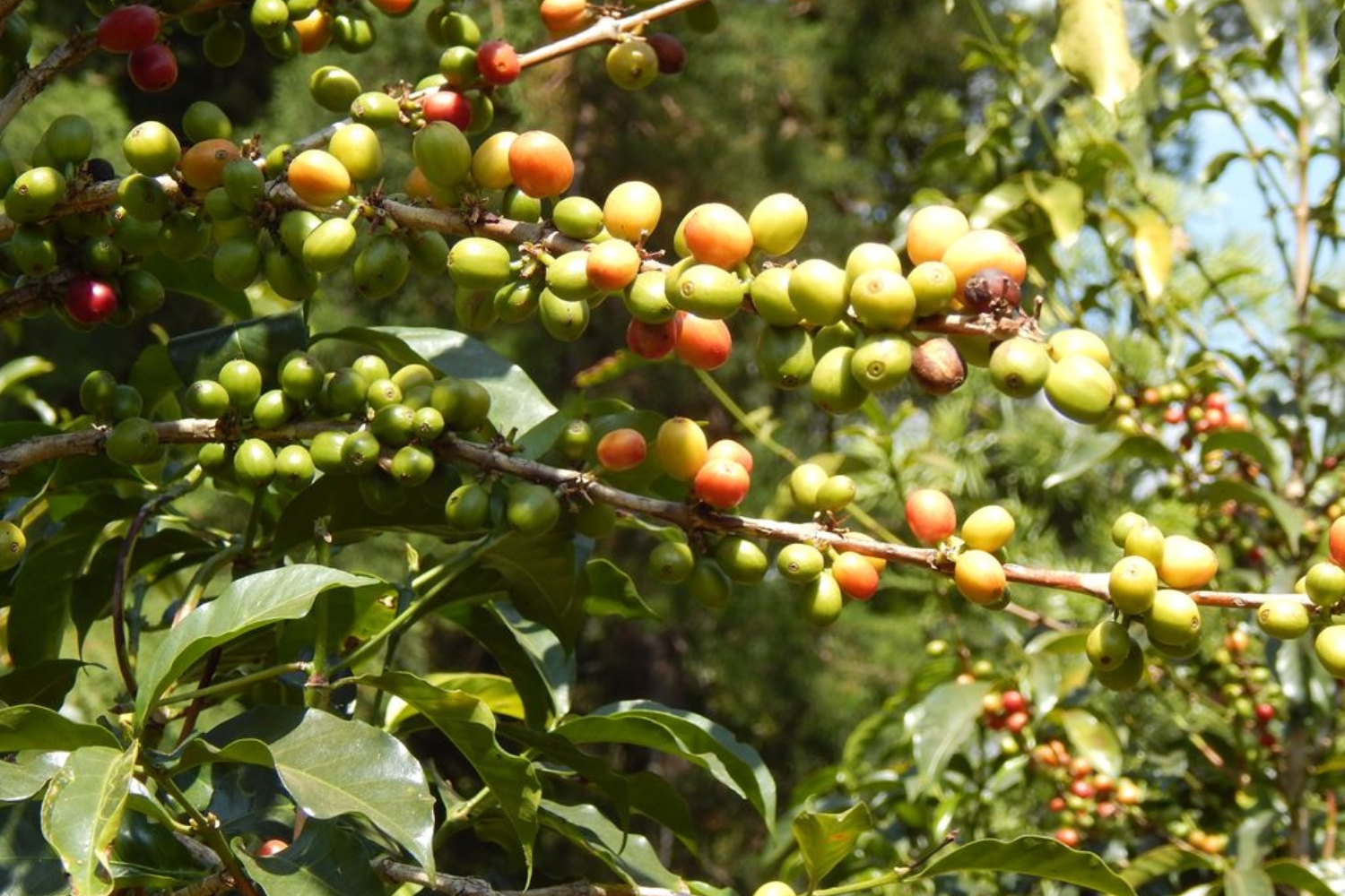 Ethiopia Washed Yirgacheffe(GP)