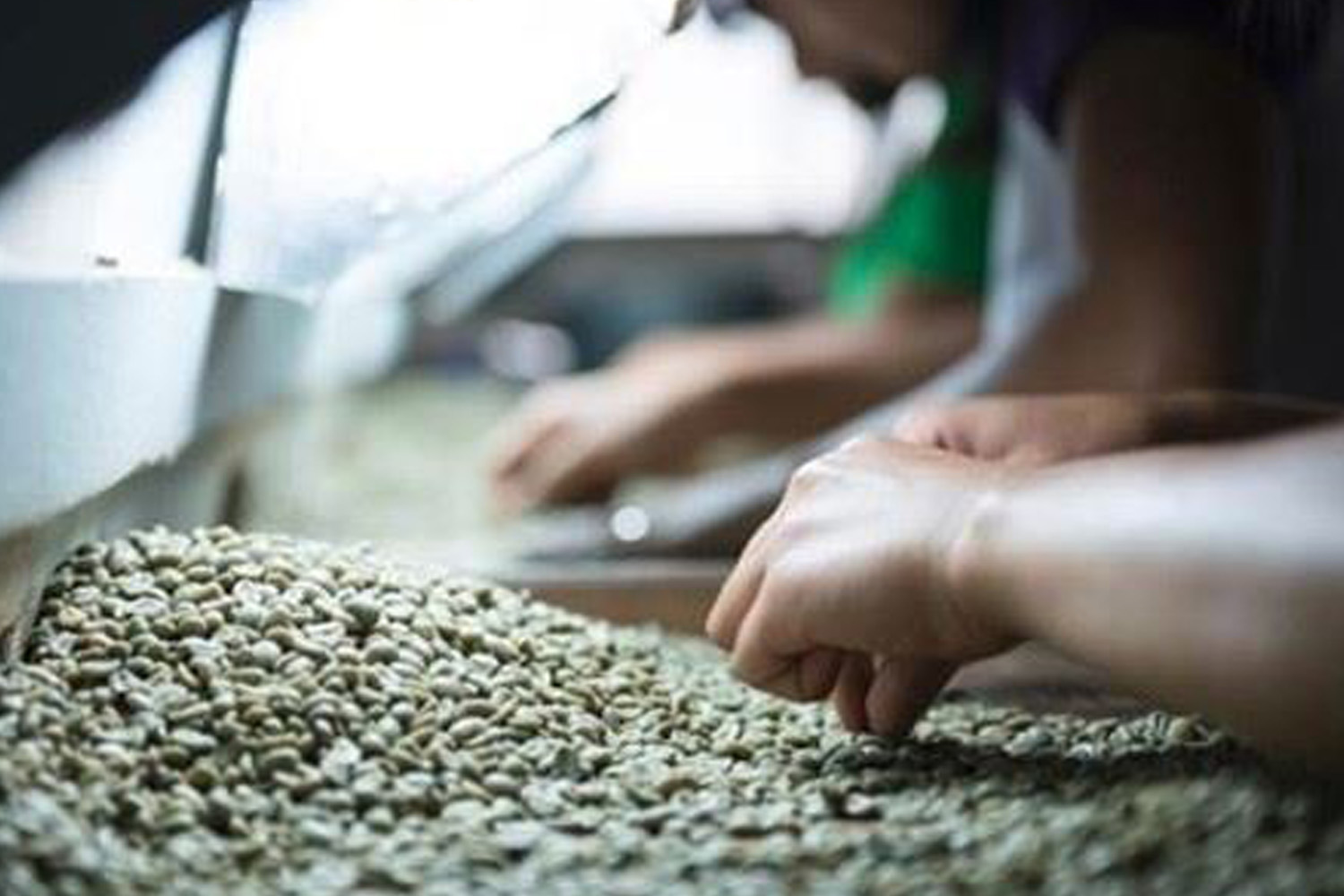 Sulawesi Toraja GR1(GP)