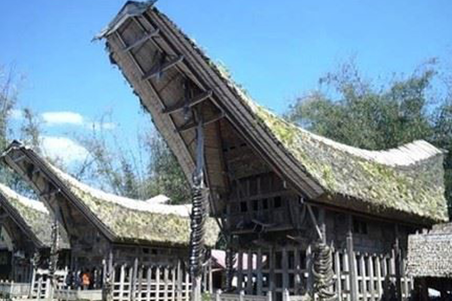 Sulawesi Toraja GR1(GP)
