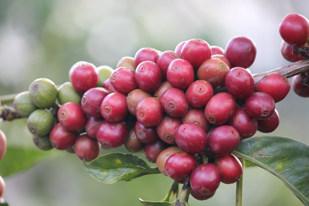 Kenya AA E/P(GP)
