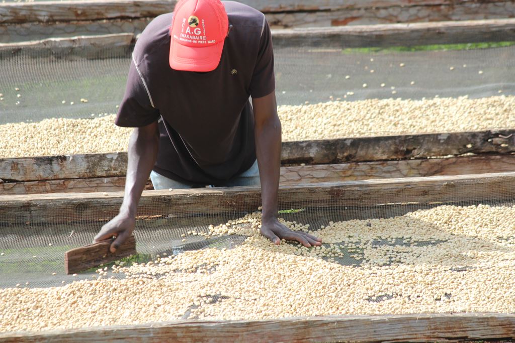 Kenya AA E/P(GP)
