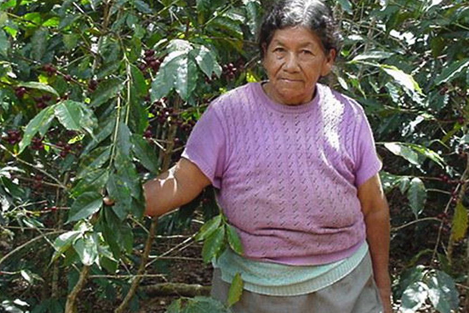 Organic Peru La Florida - FAIR TRADE(GP)