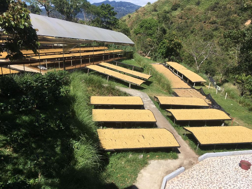Organic Costa Rica Tarrazu Fair Trade - Finca Gravileas(GP)