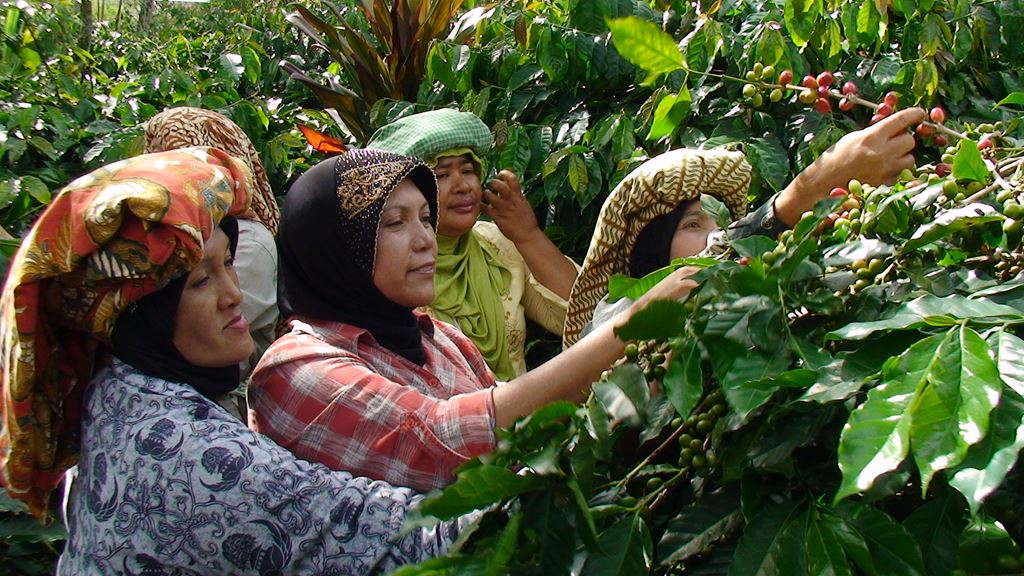 Organic Sumatra Aceh Ketiara 
