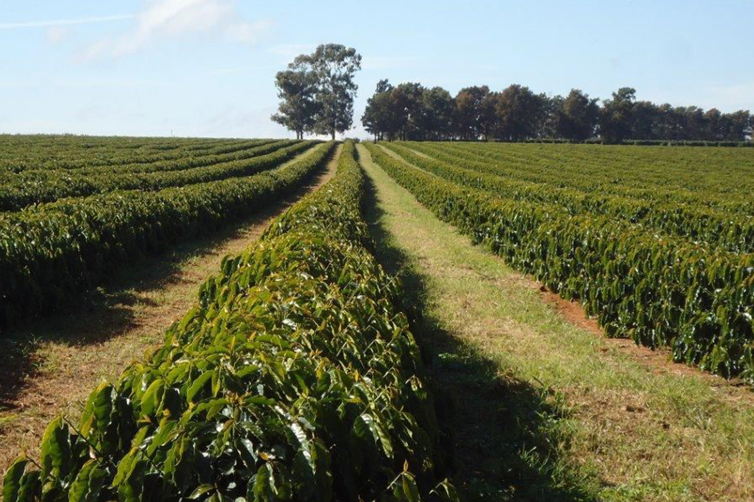Brazil Cerrado 14/16