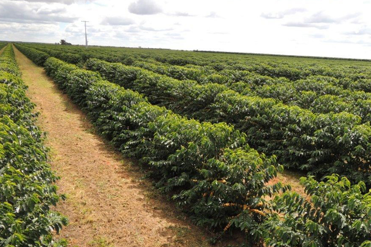 Brazil Cerrado 14/16