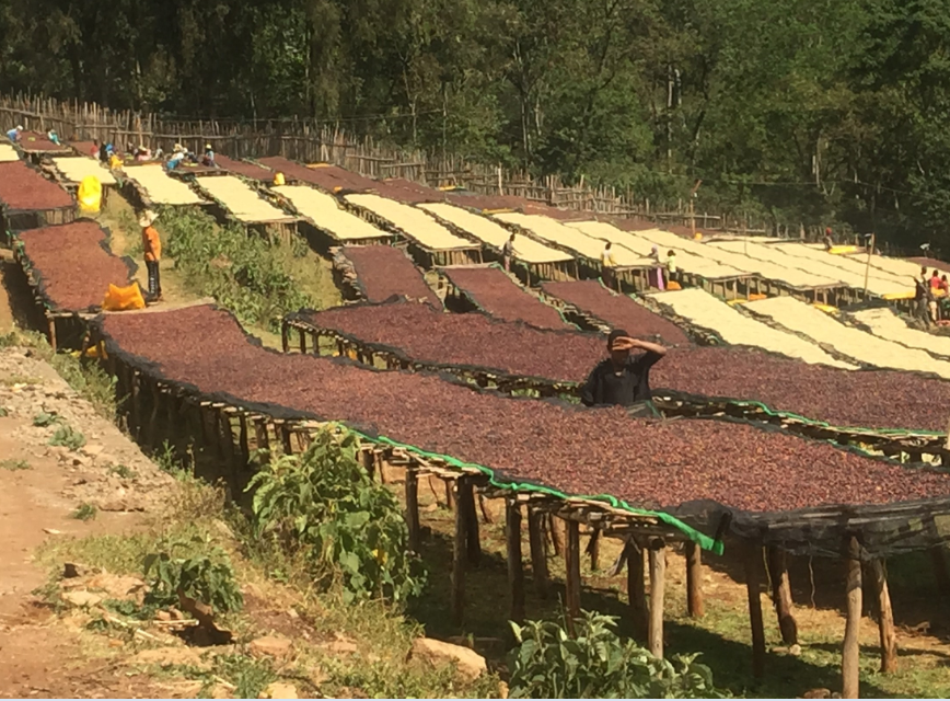 Organic Ethiopia Natural Yirgacheffe GR3 ADADO - Fair Trade(GP)