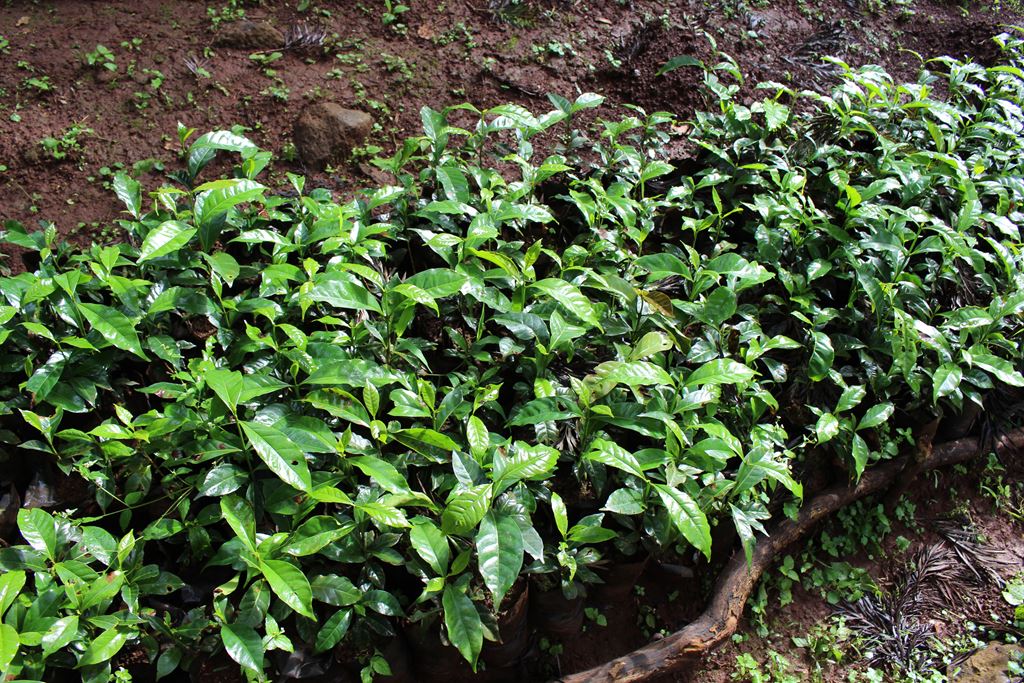 Ethiopia Natural GERA Estate G1 ( E)