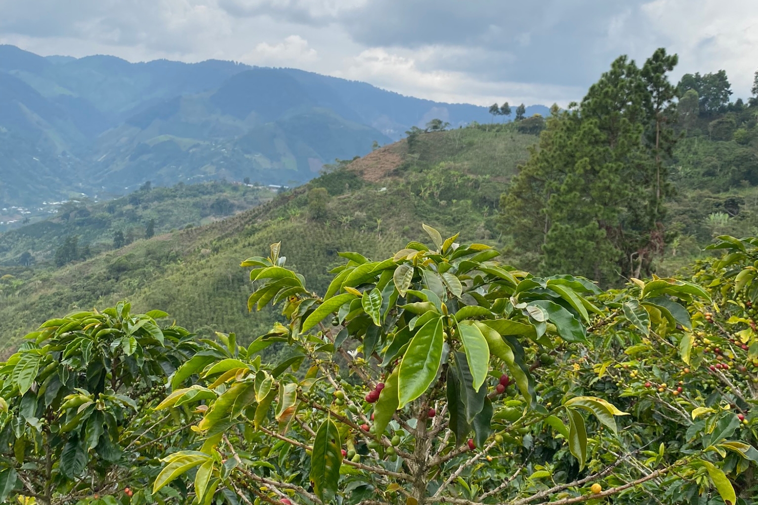 Colombia Excelso Cauca-Arturo Volveraz(GP)