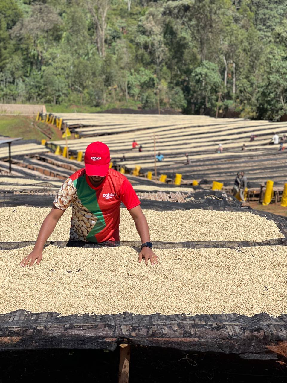 Organic Ethiopia Washed Yirgacheffe G2 (GP)
