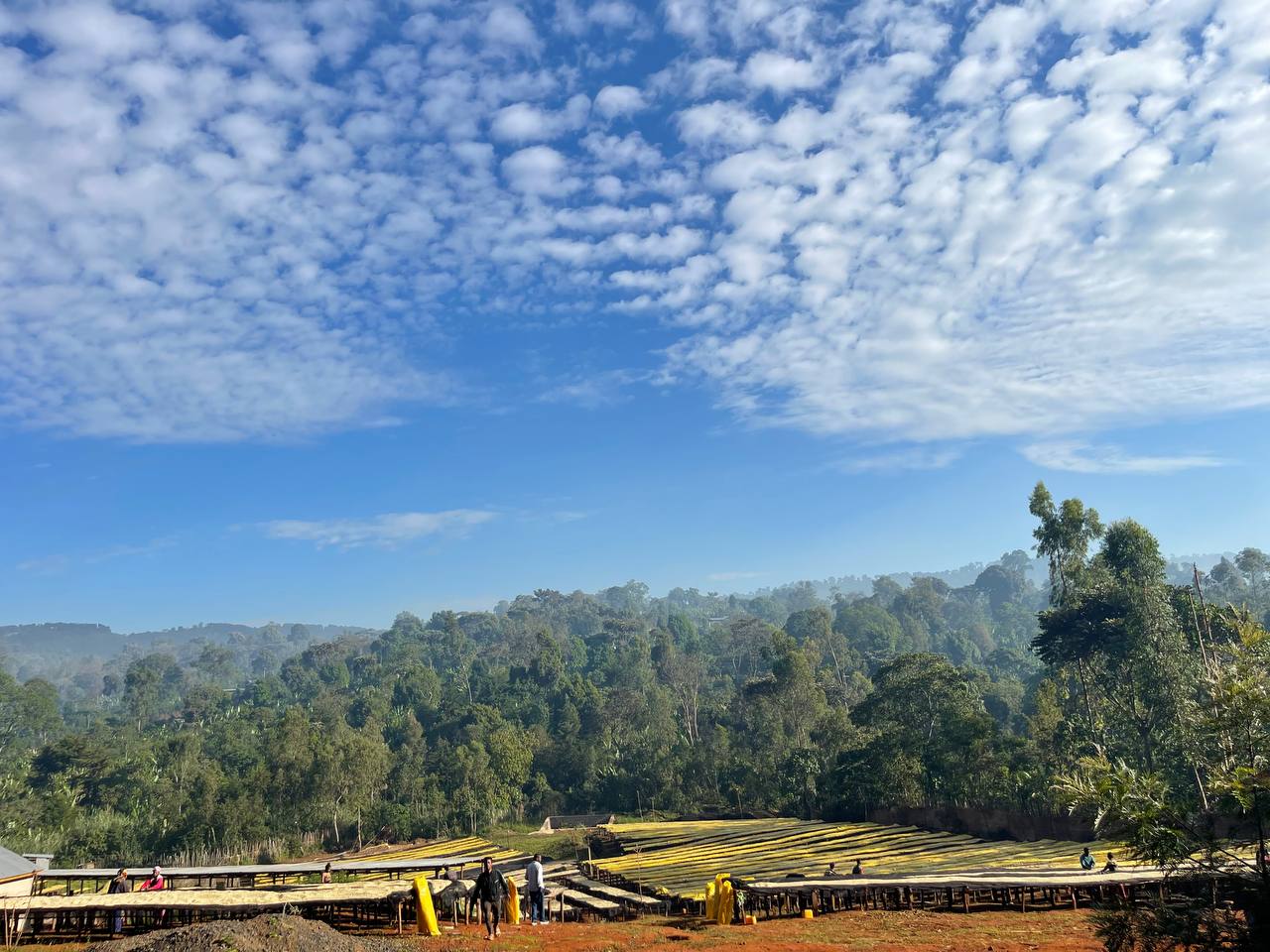 Organic Ethiopia Washed Yirgacheffe G2 (GP)