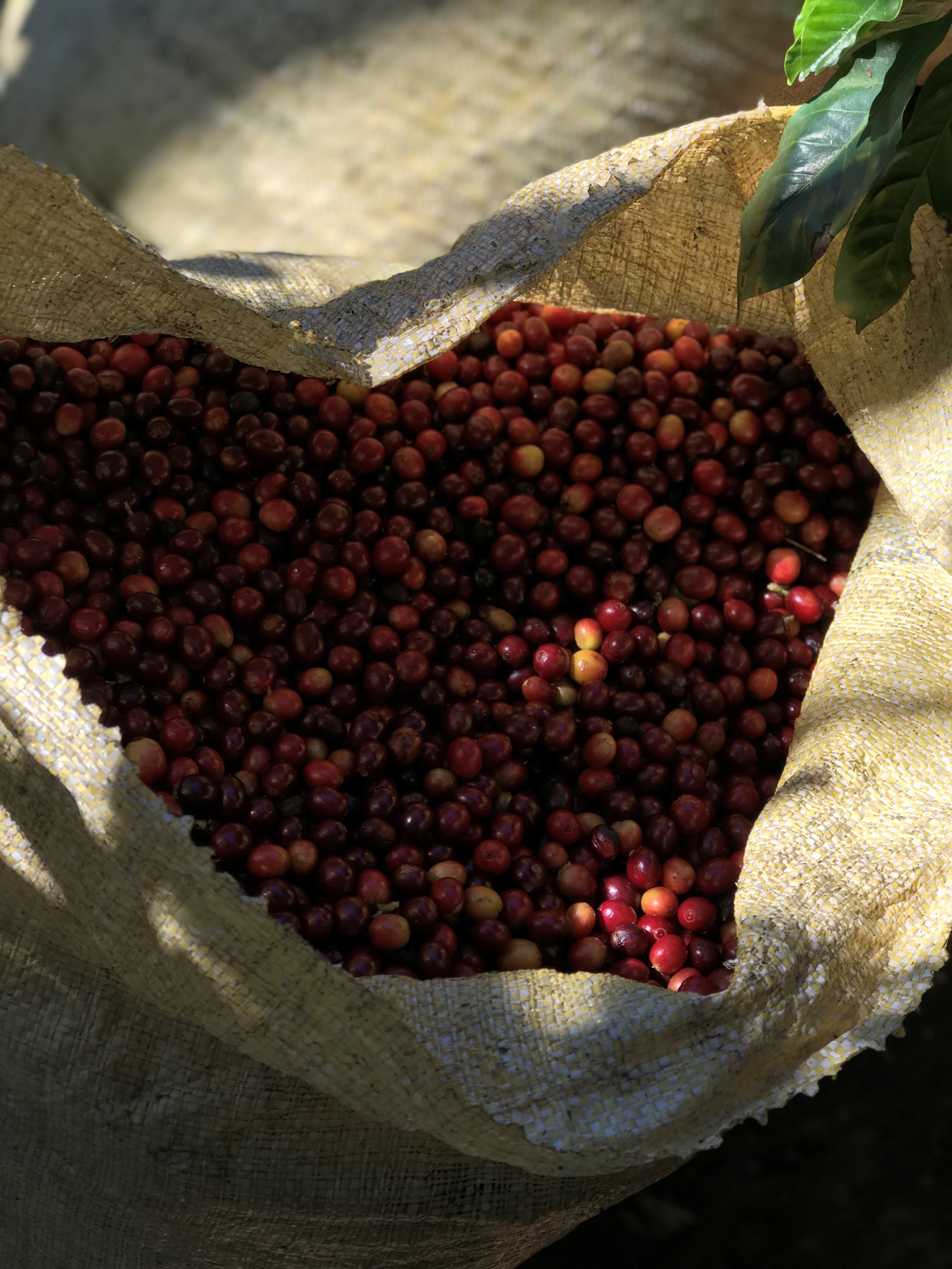 Costa Rica Tarrazu Finca El Alto Natural Micro Lot (E)
