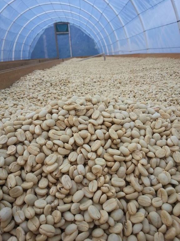 Honduras Nancy Hernandez Finca El Jazmin Natural Process Micro Lot (GP)