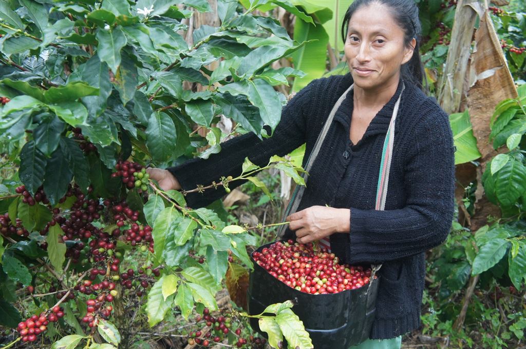 Organic Peru Royal Select SWP FAIR TRADE