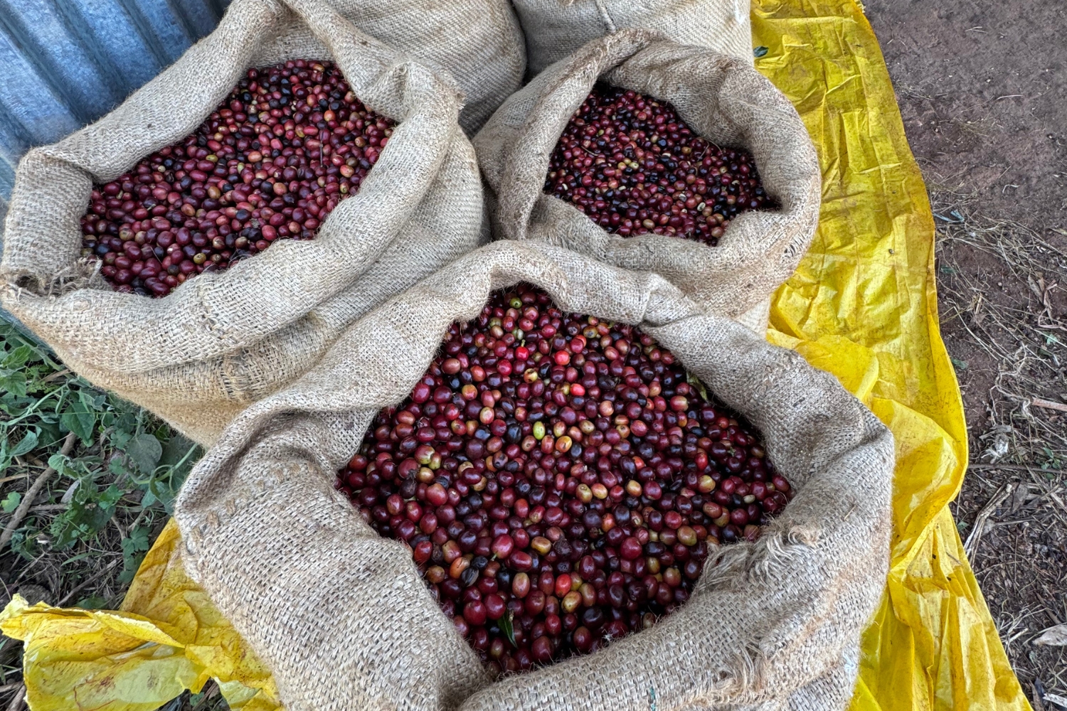 Ethiopia Natural Yirgacheffe Idido G1 (GP)