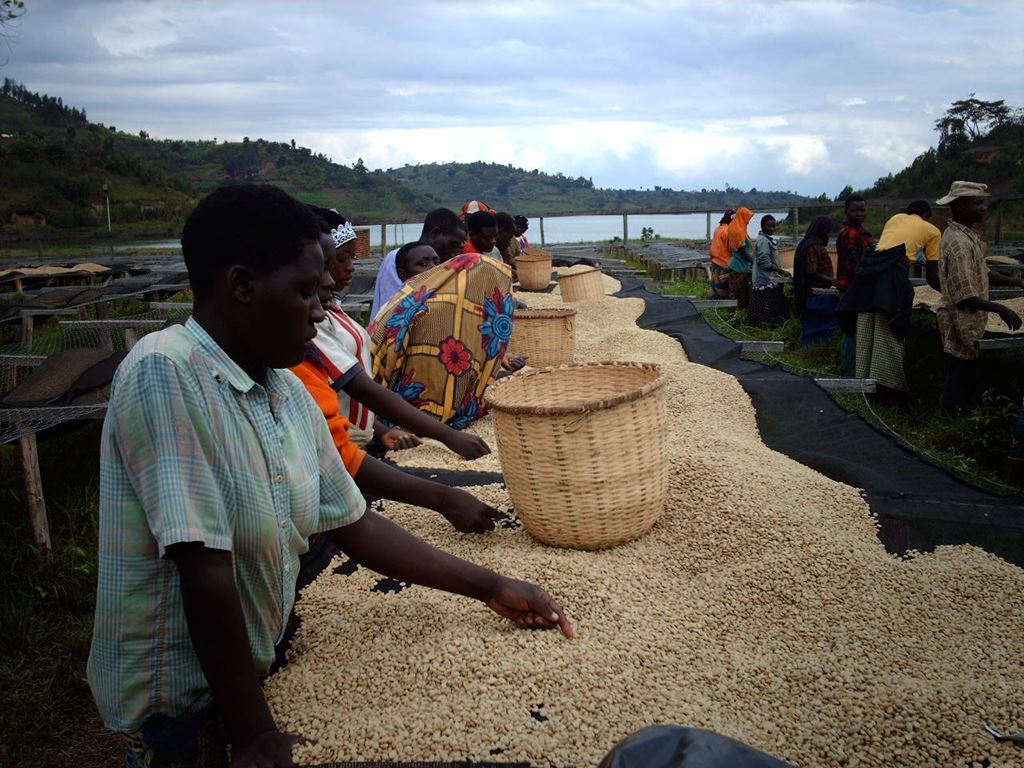 Organic Rwanda Coopac RFA Fair Trade(GP)