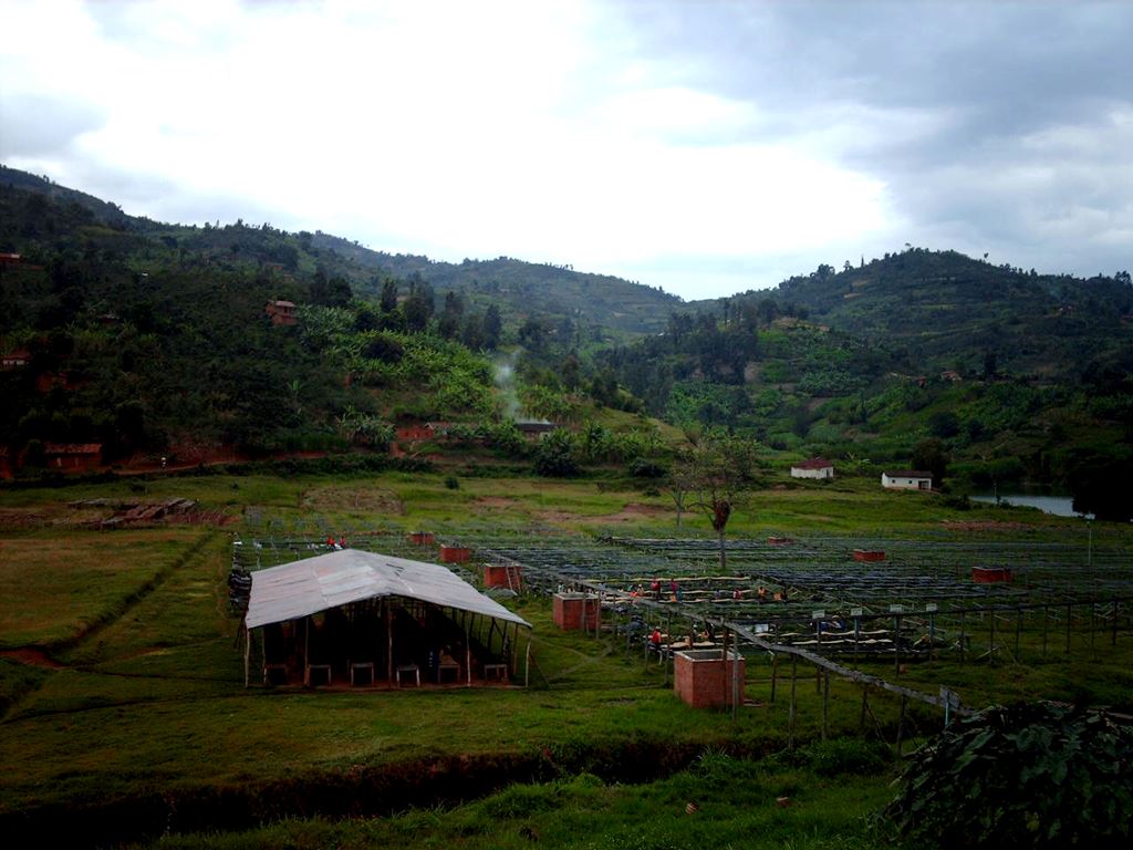 Organic Rwanda Coopac RFA Fair Trade(GP)