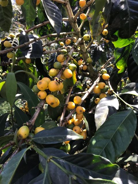 Guatemala Antigua Finca Capetillo Yellow Bourbon - APCA (GP)