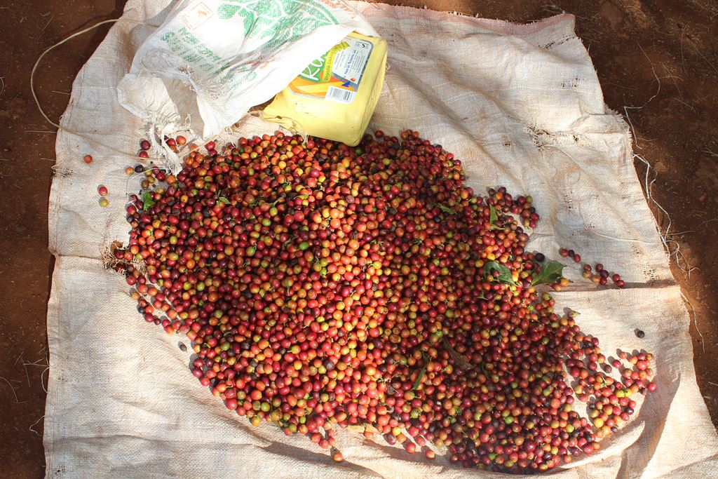 Kenya AB Gakurari - estate (GP)