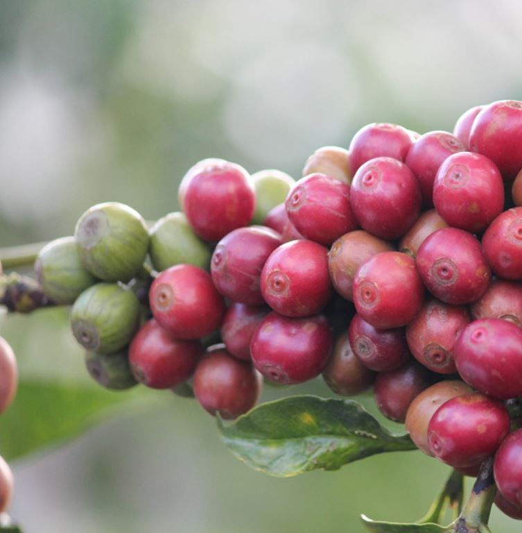 Kenya PB Kabare Karani (GP)