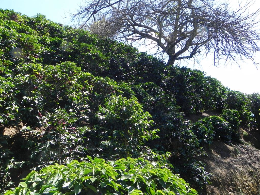 Costa Rica Tarrazu Finca El Cedral Micro Lot (E)