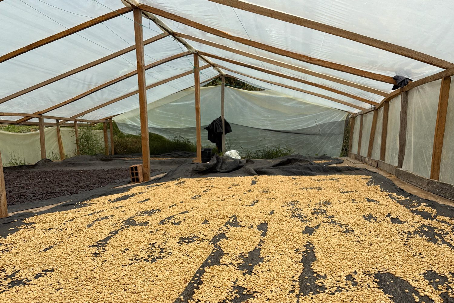 Colombia Huila Santa Maria - Excelso EP (GP)