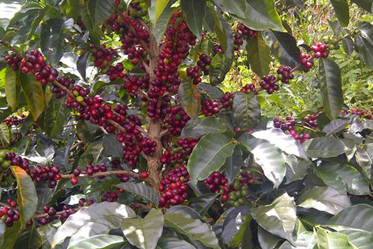 Organic Colombia Tolima (GP)