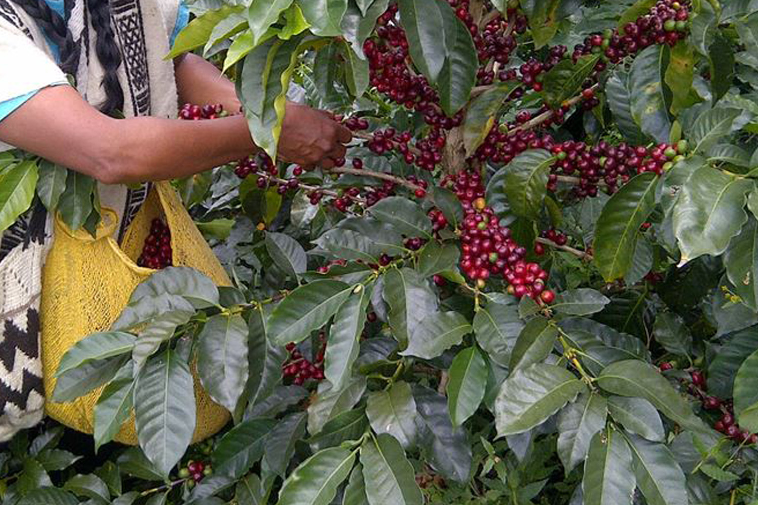Organic Colombia Tolima (GP)