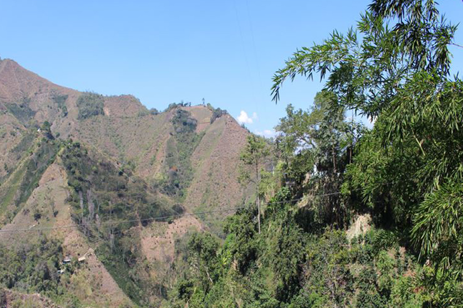 Organic Colombia Tolima (GP)