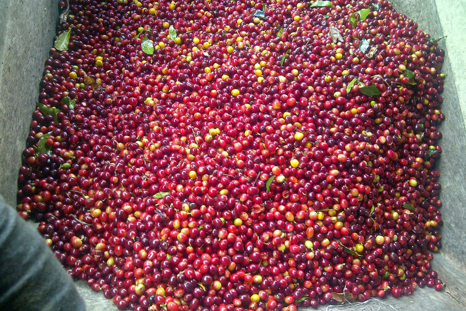 Organic Colombia Tolima (GP)