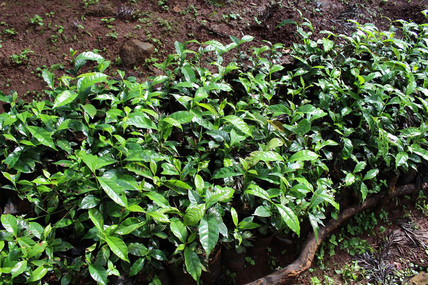 Ethiopia Washed GERA Estate Grade 1(GP)