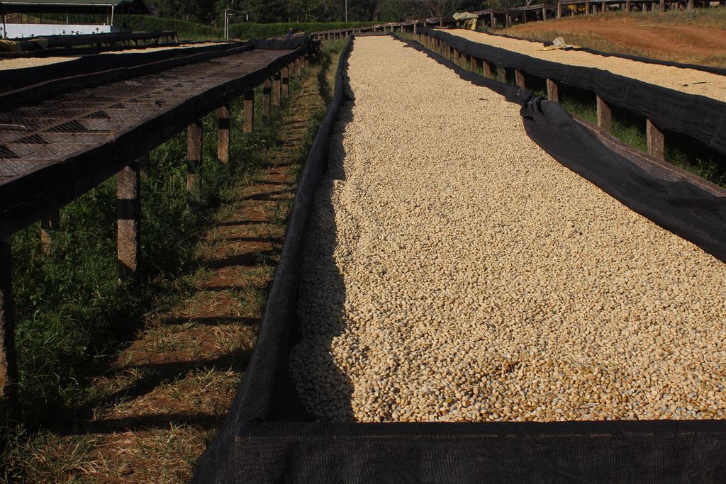 Tanzania AA Kilimanjaro Plantation (GP)