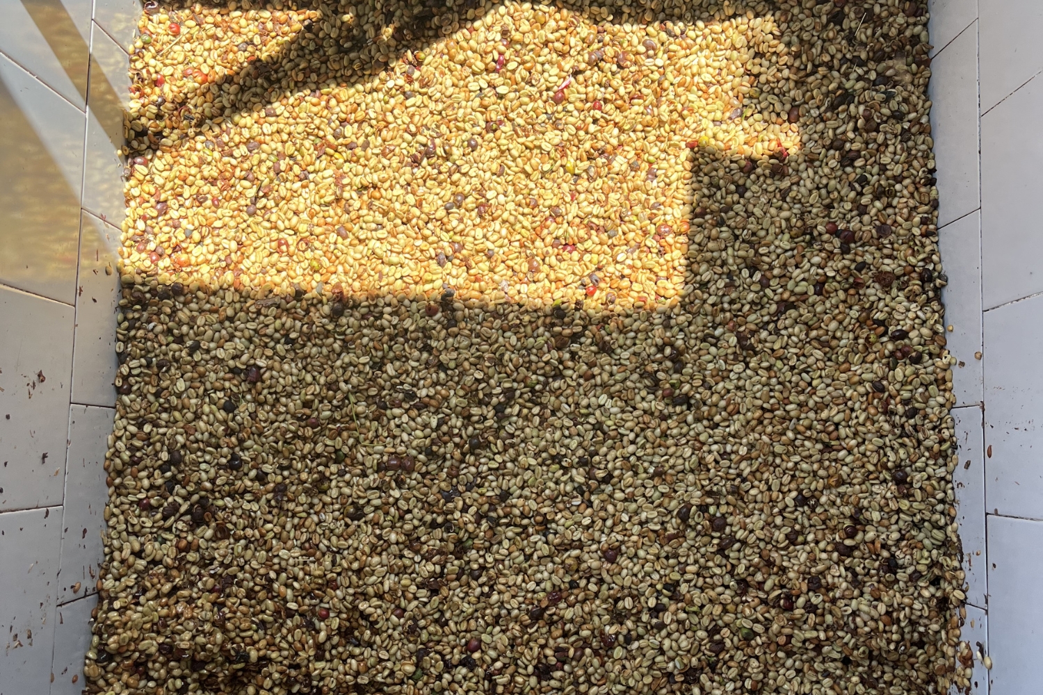 Colombia Excelso Tolima-Neftali Castro (GP) (144 lb. - Partial Bag)