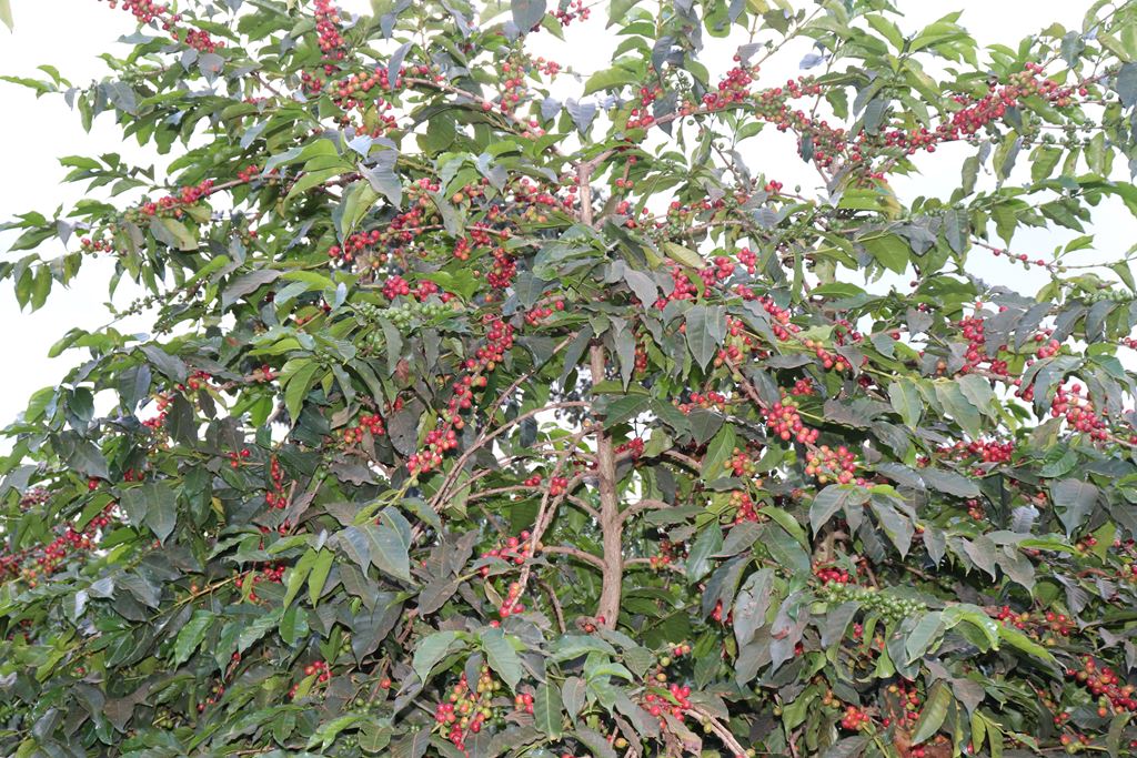 Kenya Ibonia Estate Peaberry (GP)