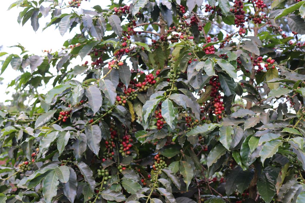 Kenya Ibonia Estate Peaberry (GP)