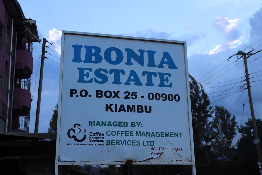 Kenya Ibonia Estate Peaberry (GP)