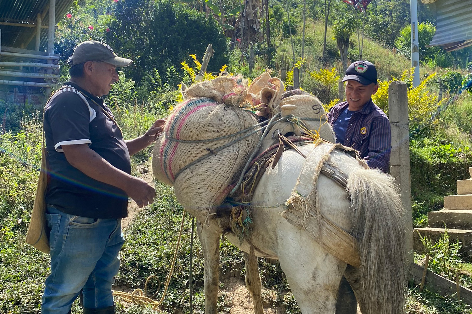 Colombia Excelso Cauca-Alfonso Pillimue (GP)