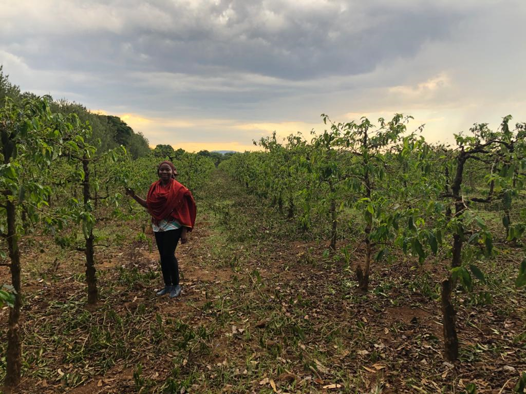 Tanzania AA Mbeya Mimba Estate (GP)