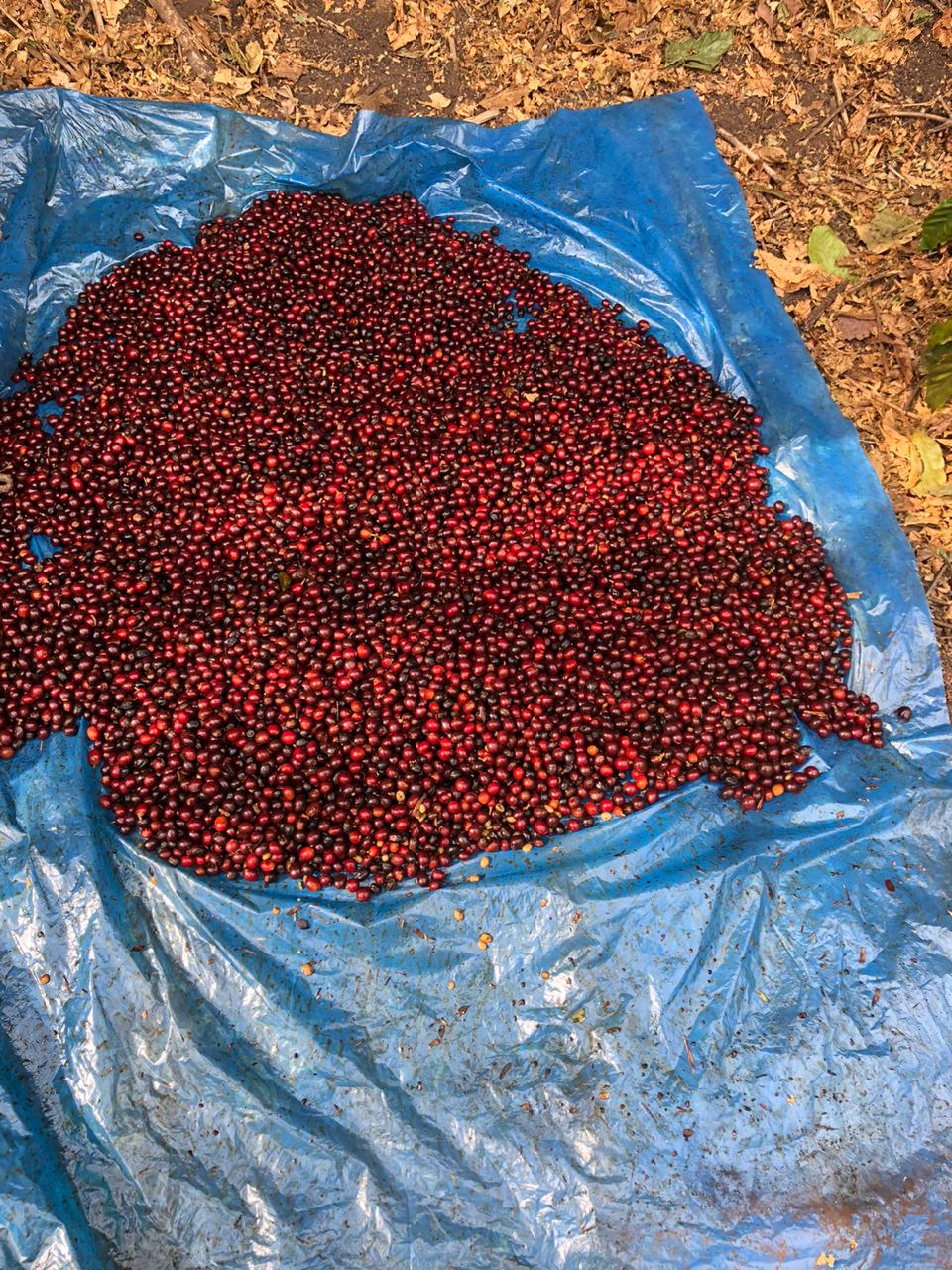 Guatemala Acatenango Finca Santa Elisa Pachup (GP)